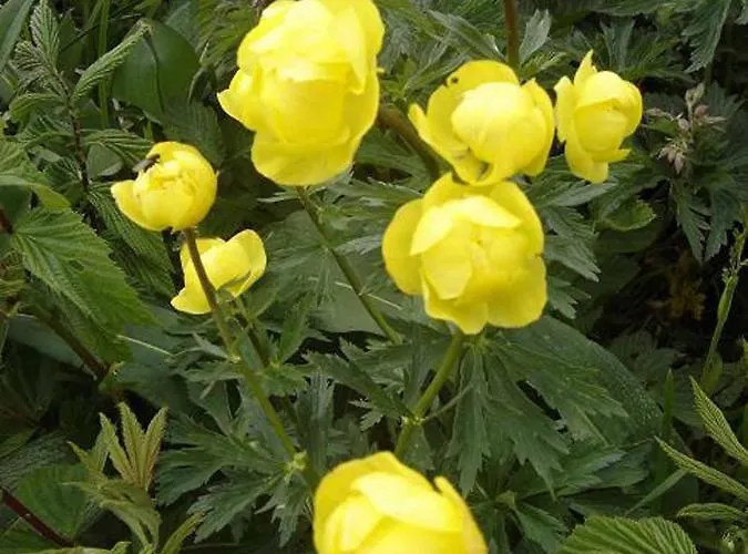 Rhoener Haus Zur Wasserkuppe Отель Ehrenberg (Hessen)